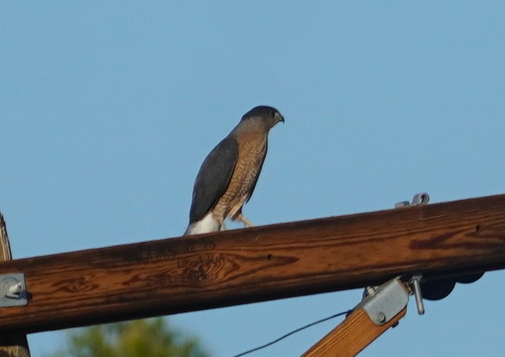 クーパーハイタカ - ML646233451