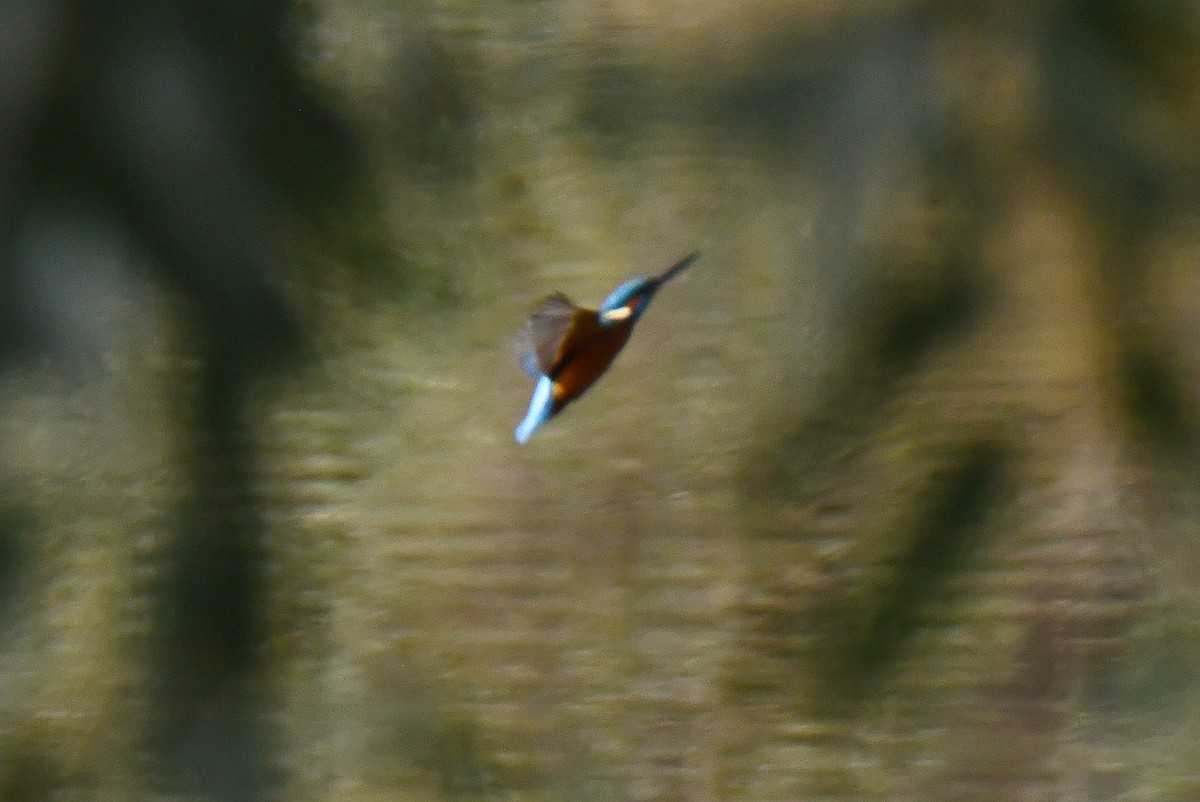 カワセミ - ML646233454