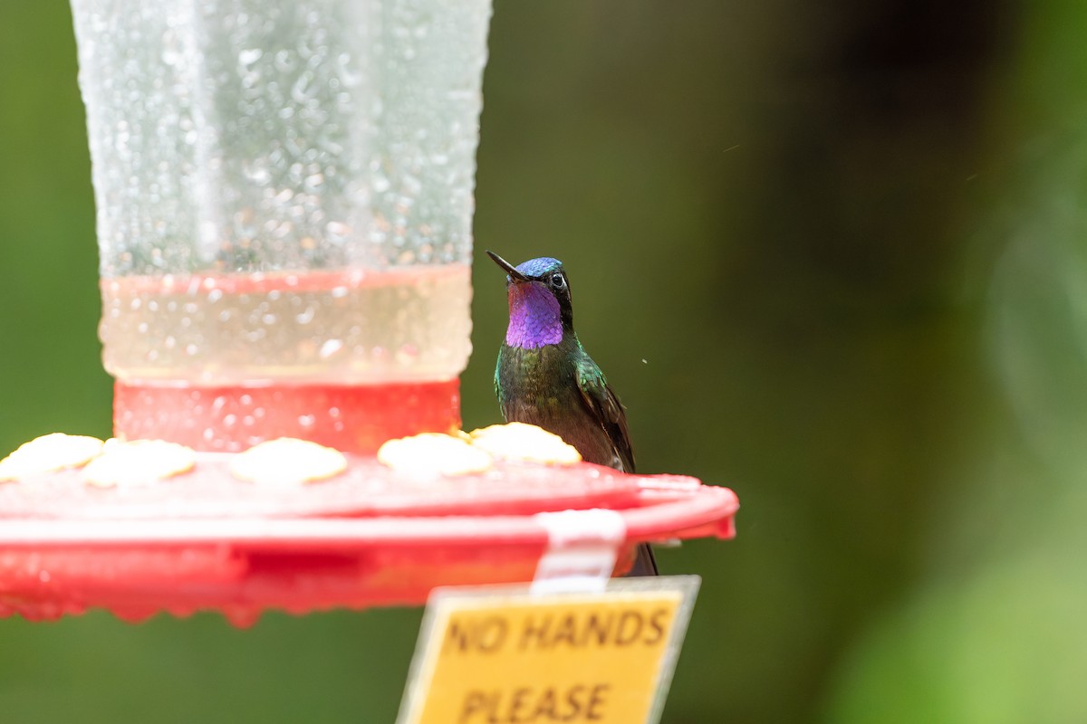 Purple-throated Mountain-gem - ML646233455