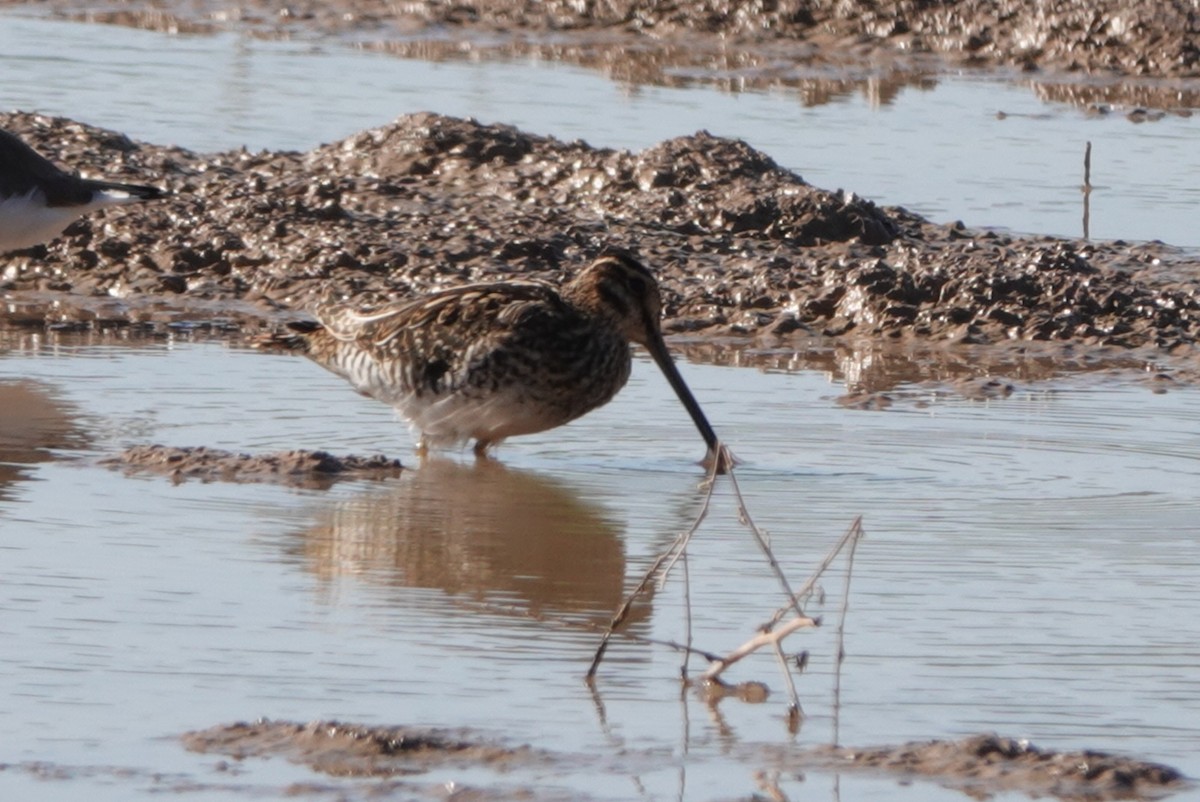 タシギ - ML646233457