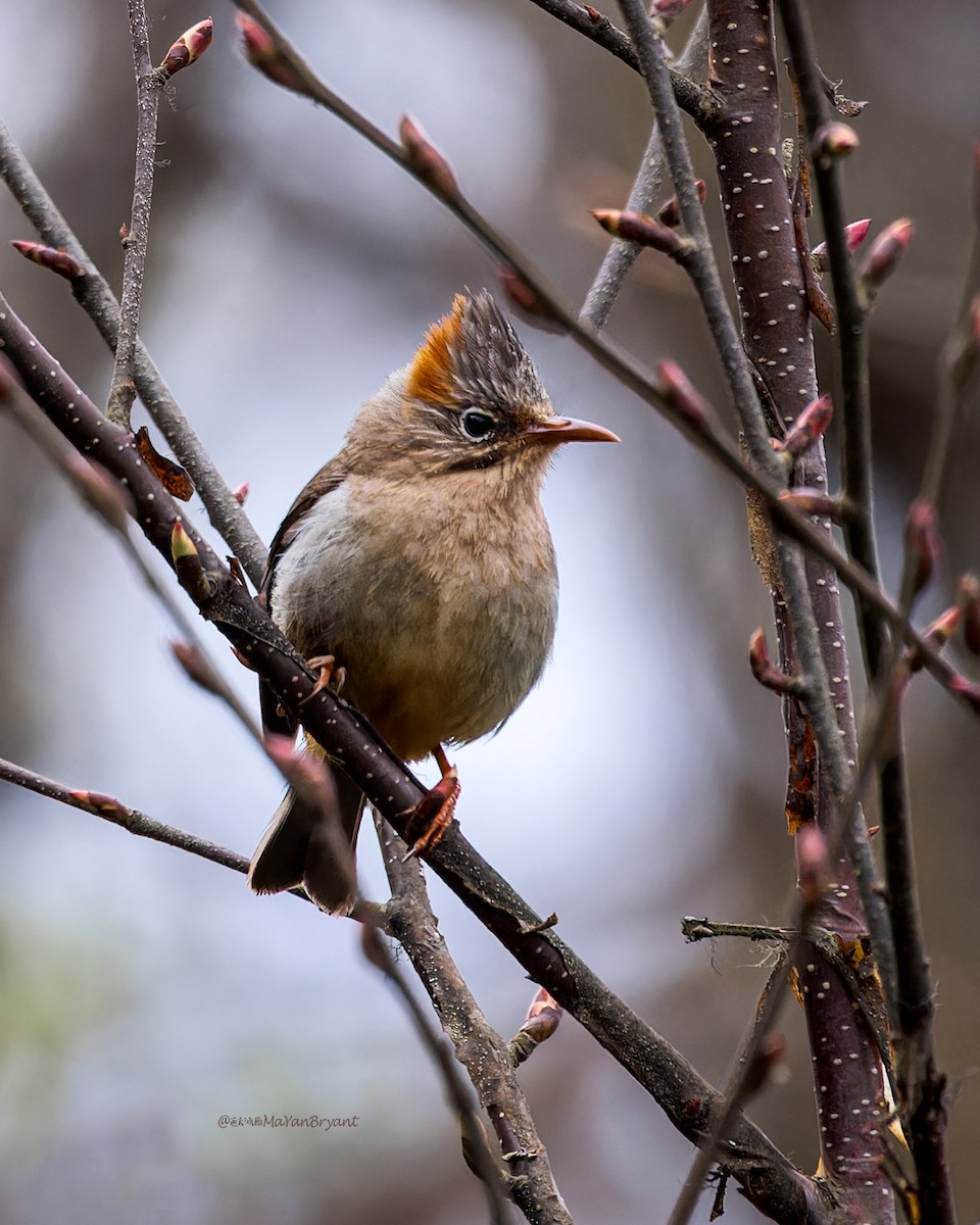 チャバラカンムリチメドリ - ML646233459