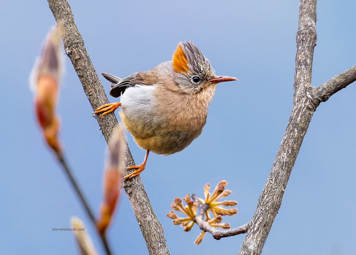 チャバラカンムリチメドリ - ML646233460