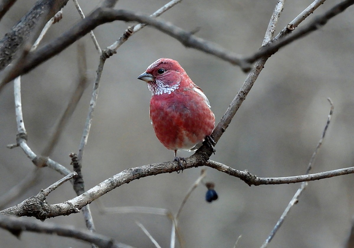 オオマシコ - ML646233461