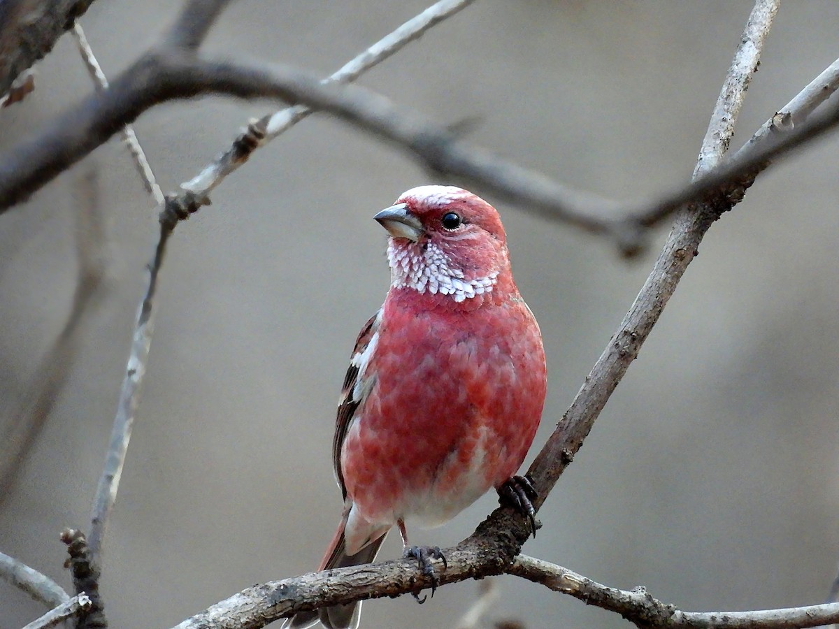 オオマシコ - ML646233462