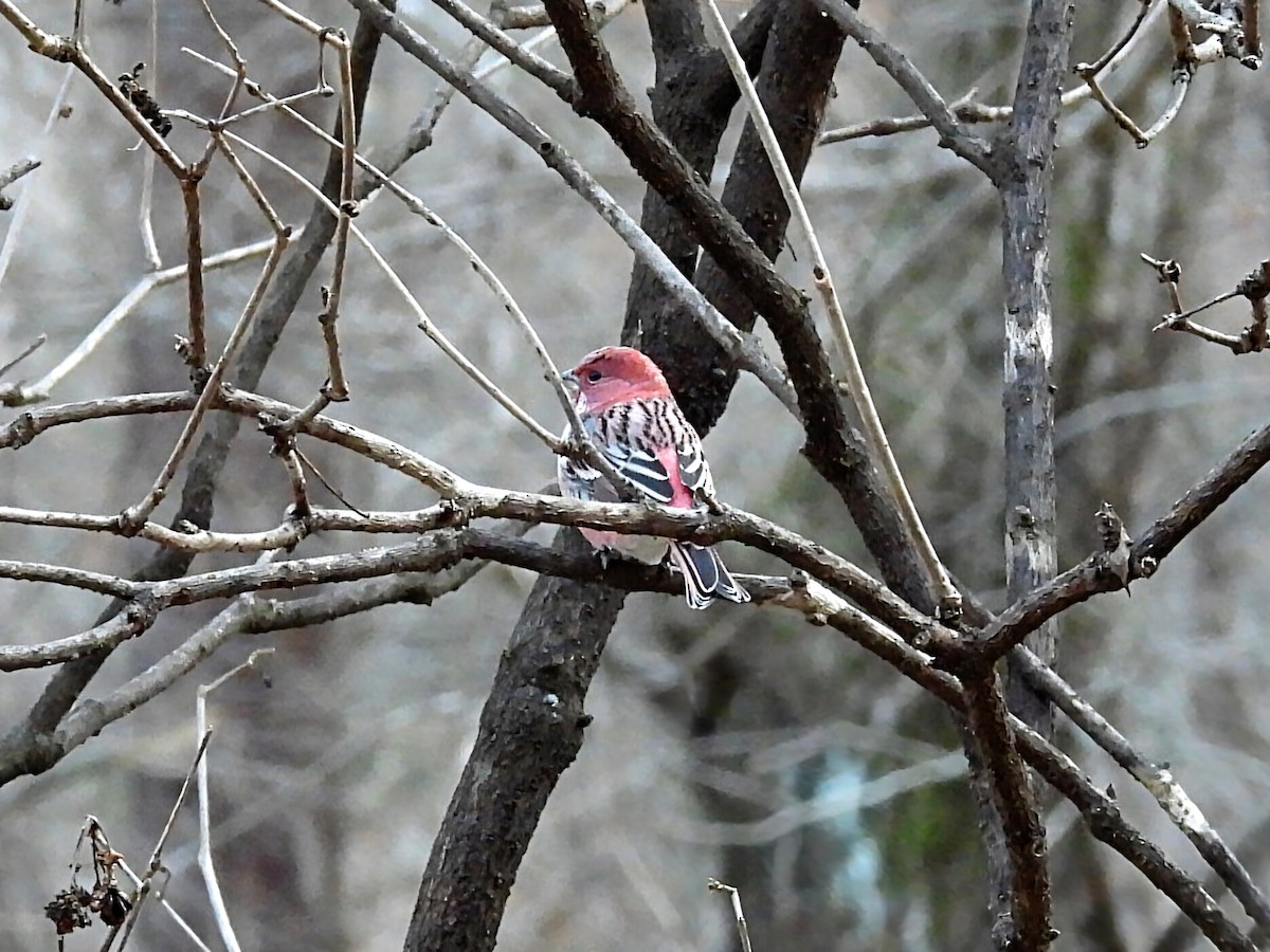 オオマシコ - ML646233464