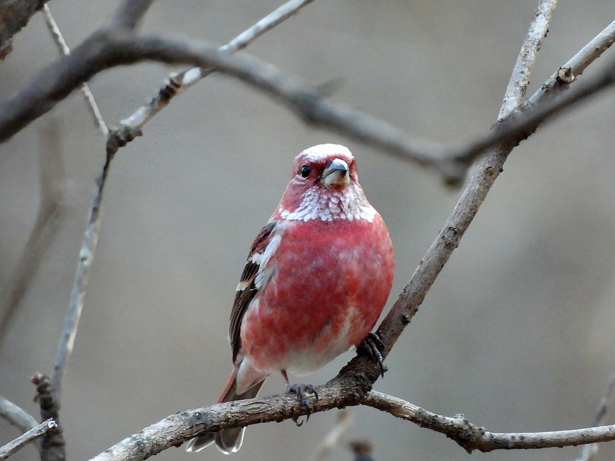 オオマシコ - ML646233468