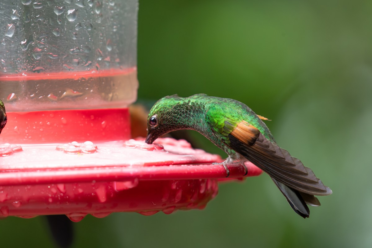 Stripe-tailed Hummingbird - ML646233469