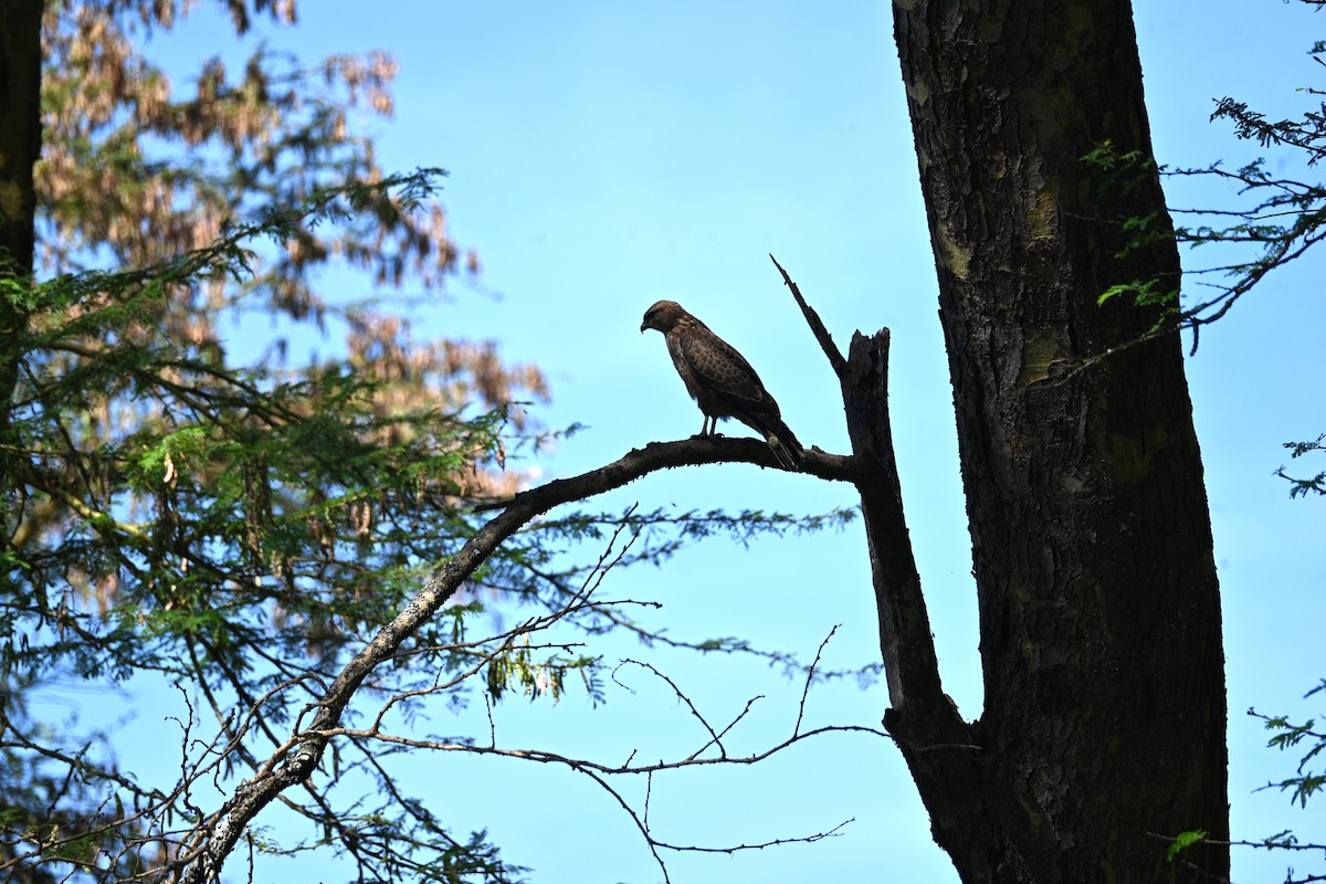 Common Buzzard (Steppe) - ML646233474