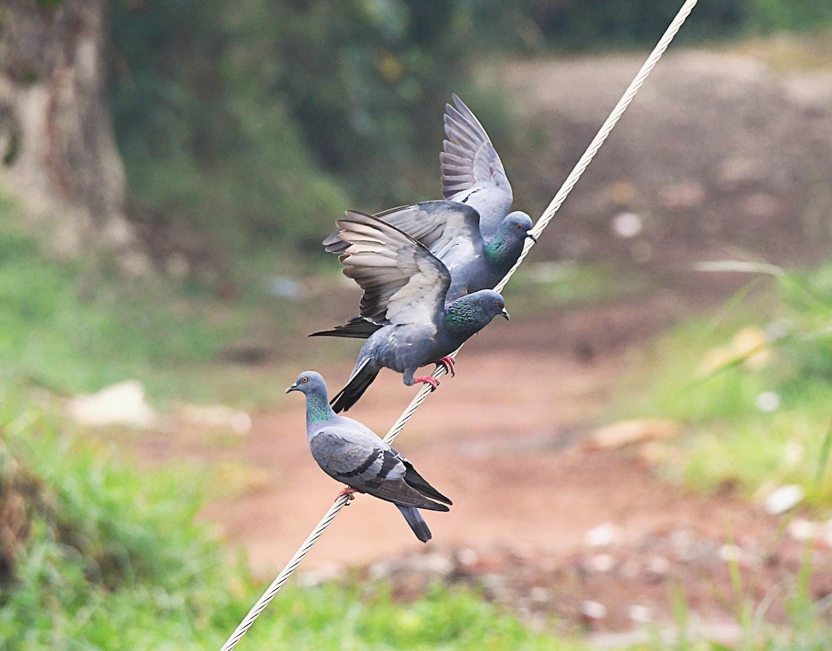 Rock Pigeon (Feral Pigeon) - ML646233476