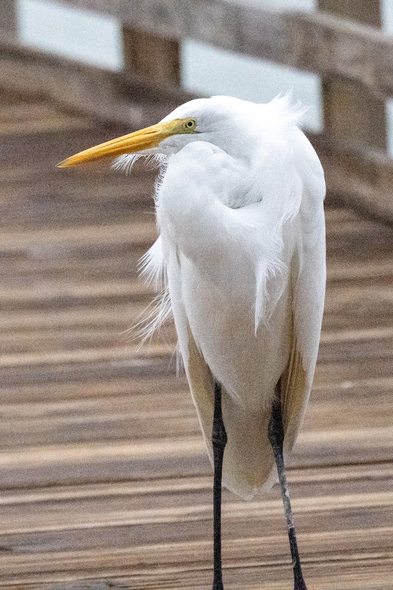 לבנית גדולה - ML646233480