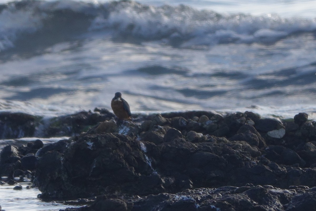 Common Kingfisher - ML646233482