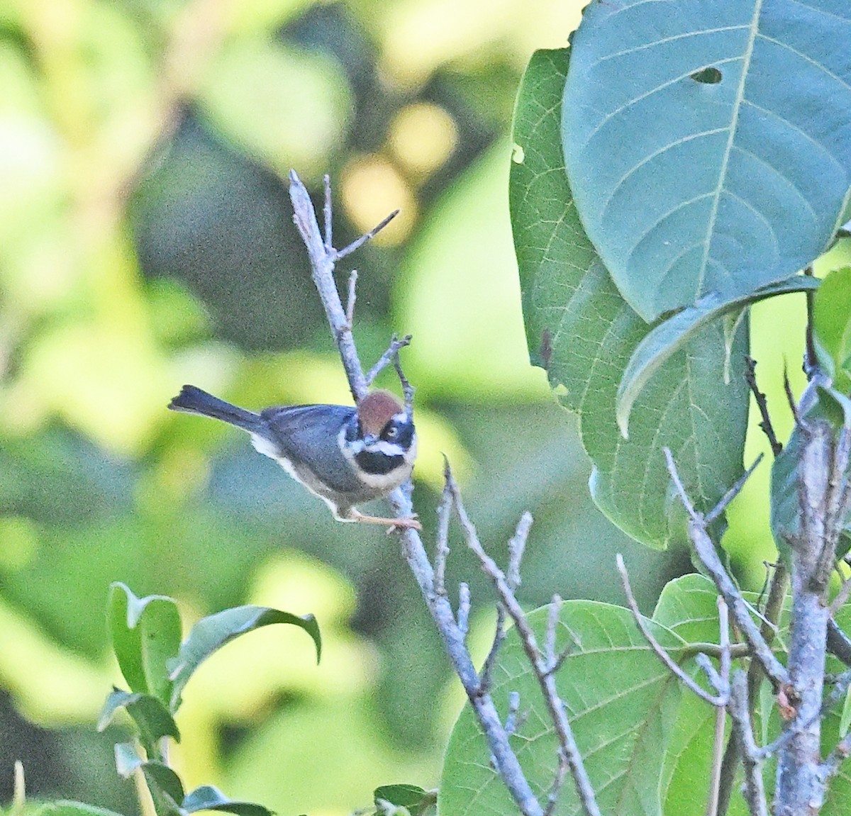 Black-throated Tit - ML646233483