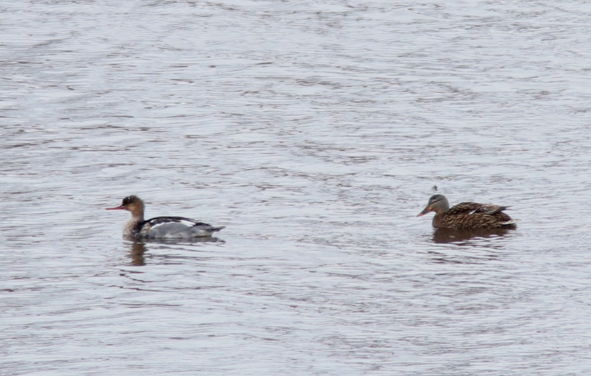 ברכיה - ML646233486