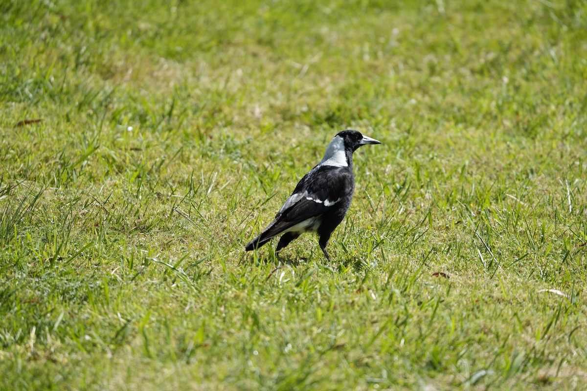 Australian Magpie - ML646233487