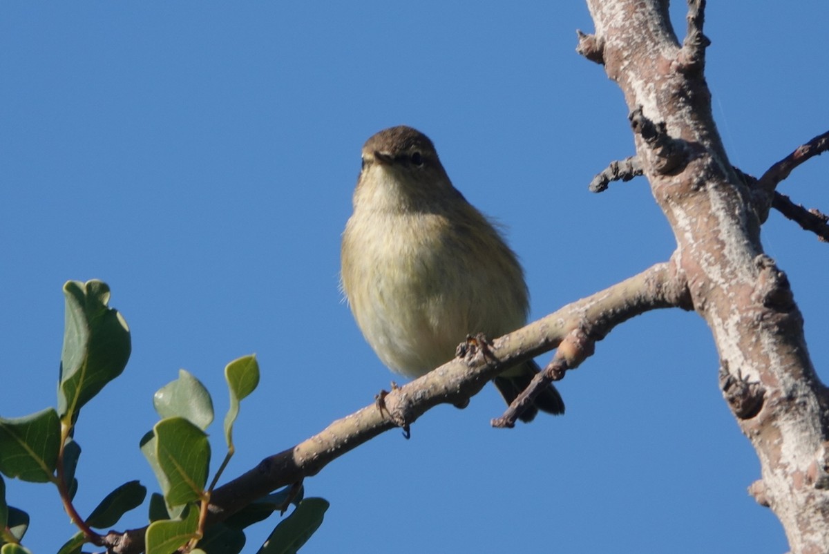 עלווית חורף - ML646233488