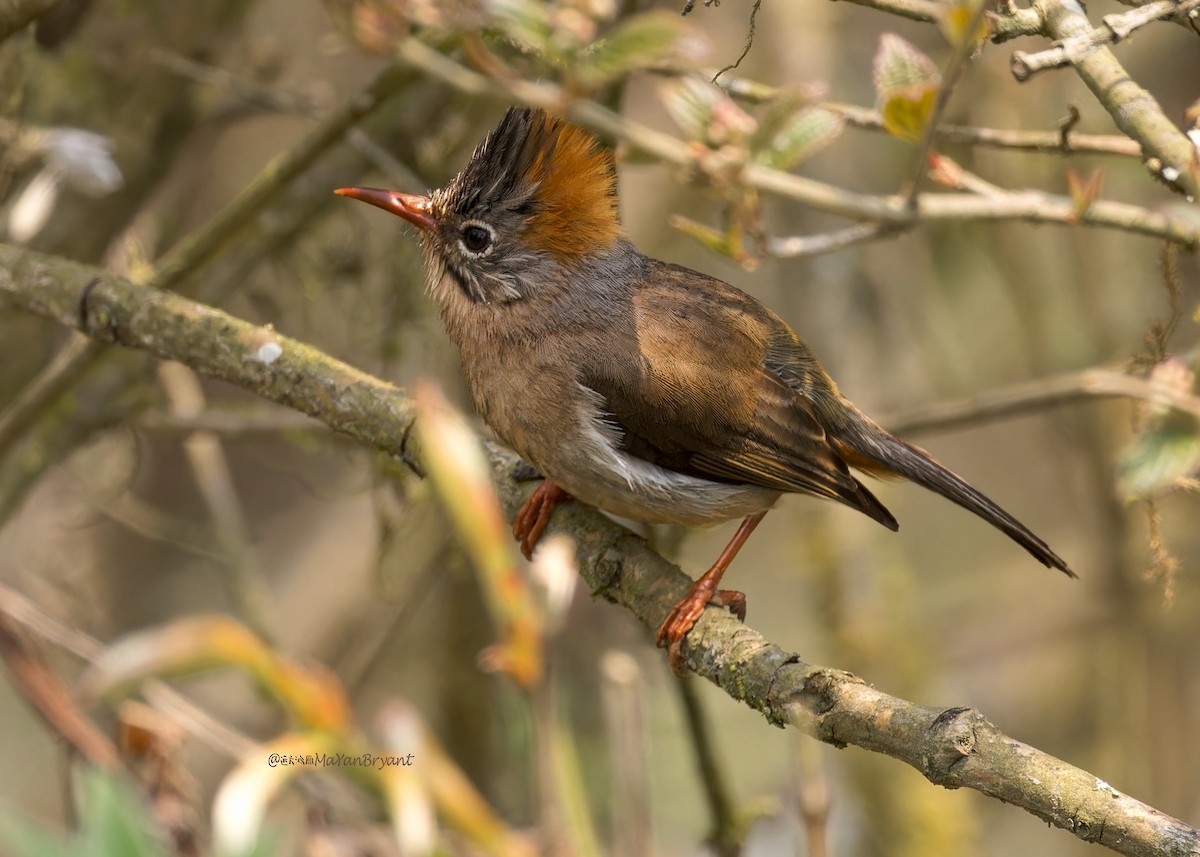 Rufous-vented Yuhina - ML646233489