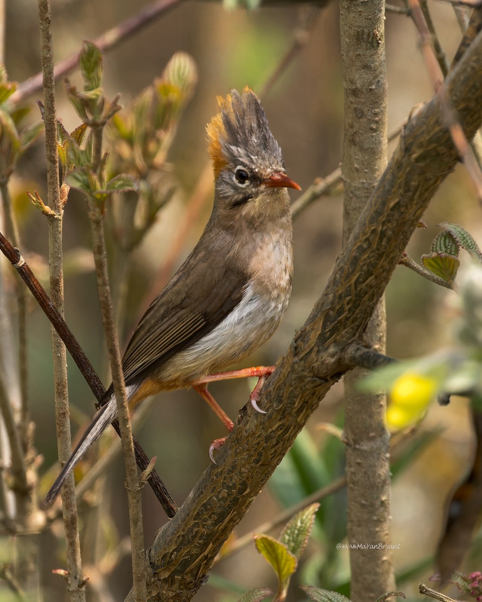 Rufous-vented Yuhina - ML646233490