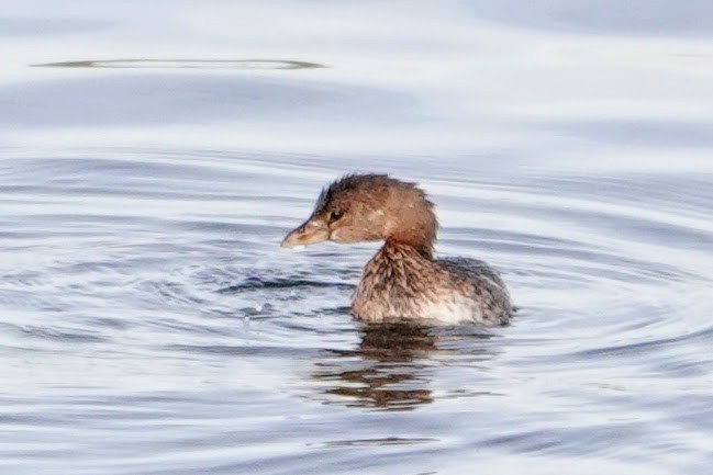 טבלן עקוד-מקור - ML646233491