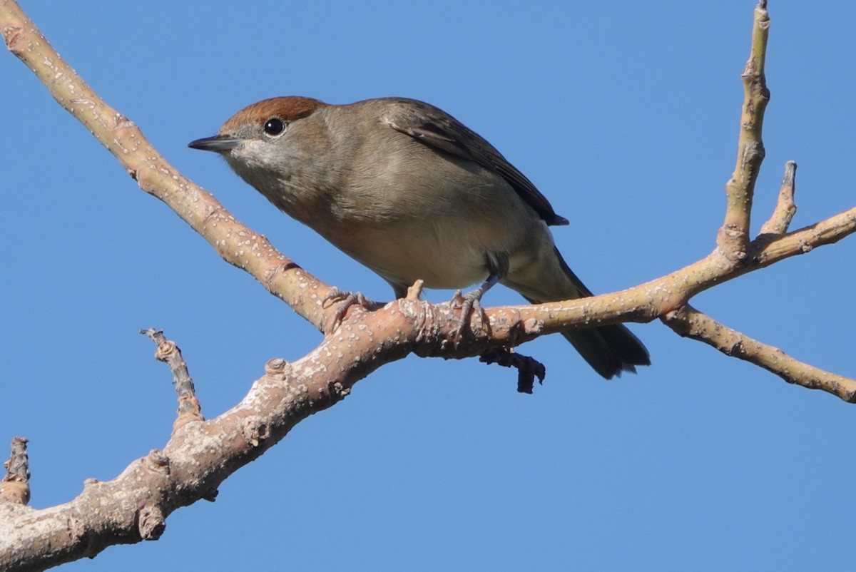 סבכי שחור-כיפה - ML646233492