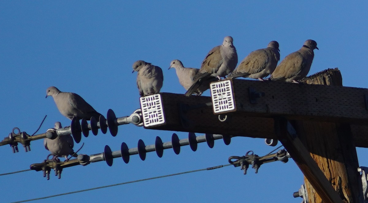 תור צווארון - ML646233493