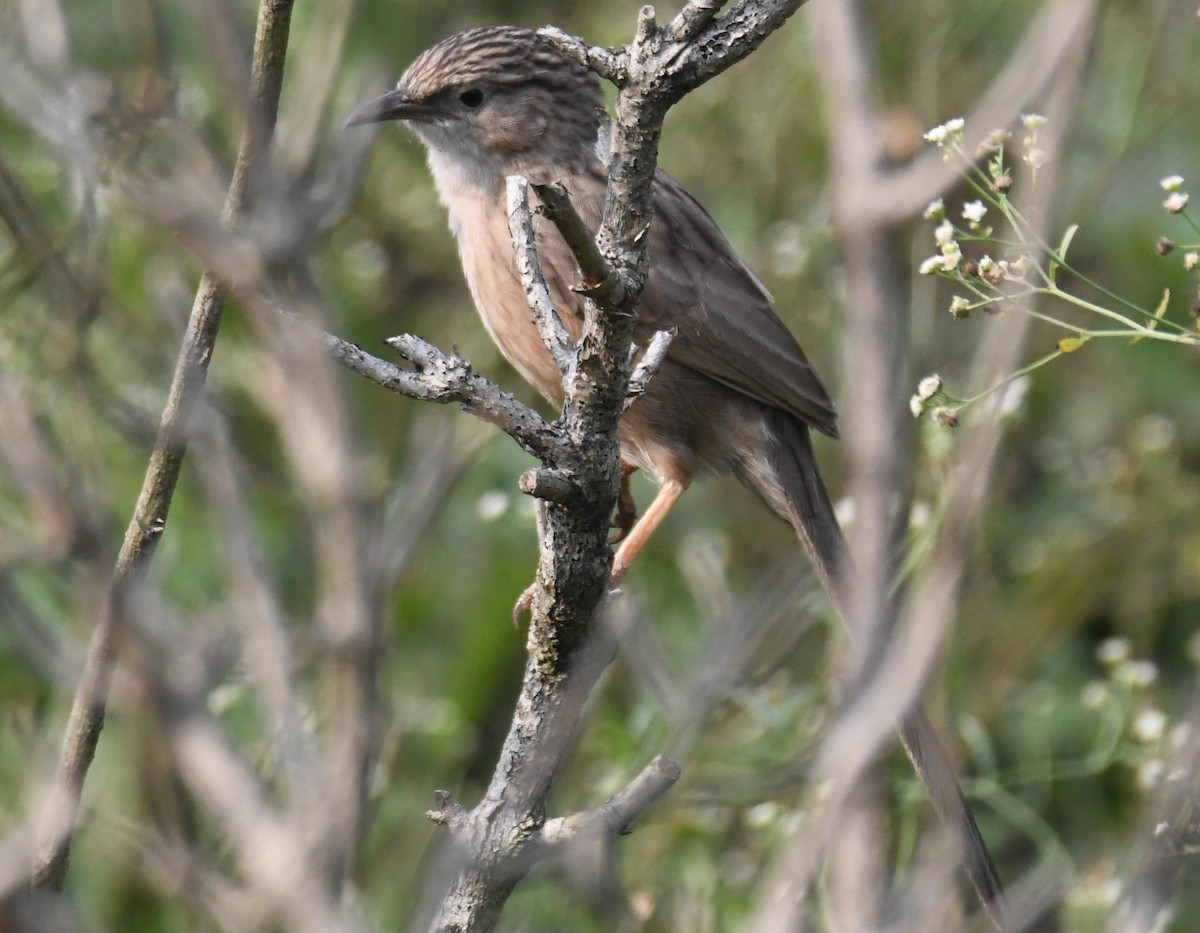 Common Babbler - ML646233494