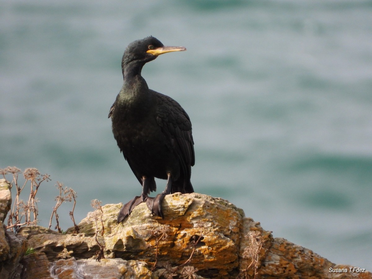 קורמורן ימי - ML646233496