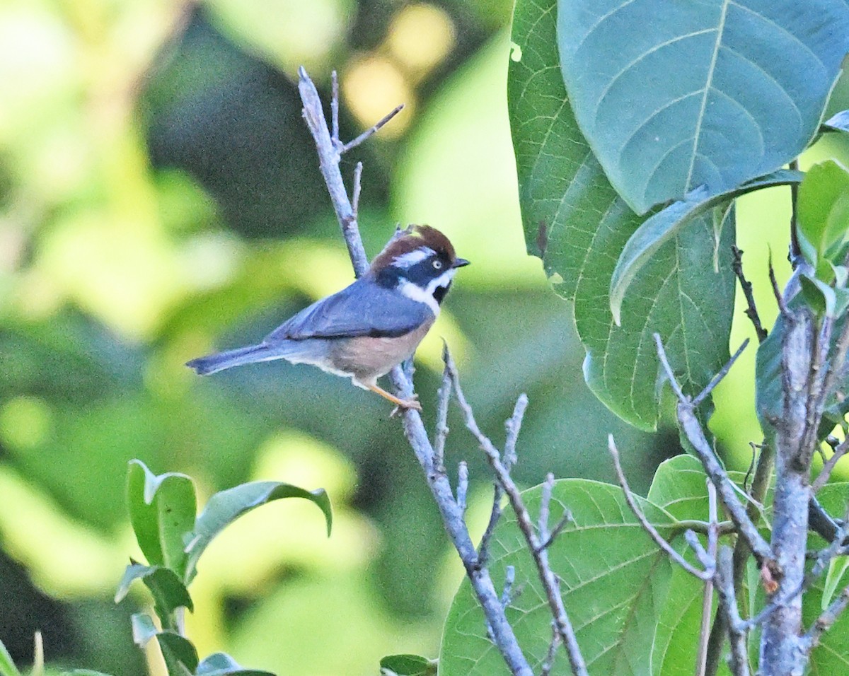 Black-throated Tit - ML646233497