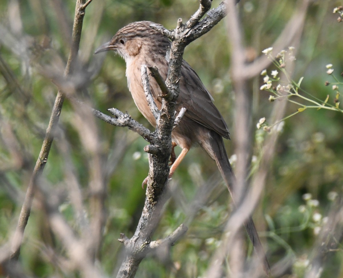 Common Babbler - ML646233498
