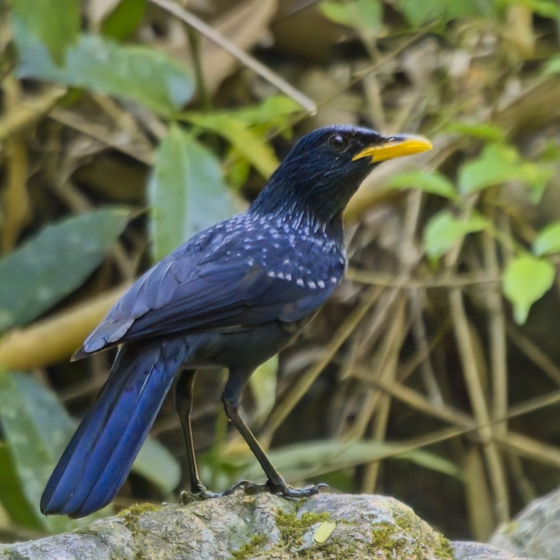 Blue Whistling-Thrush - ML646233499