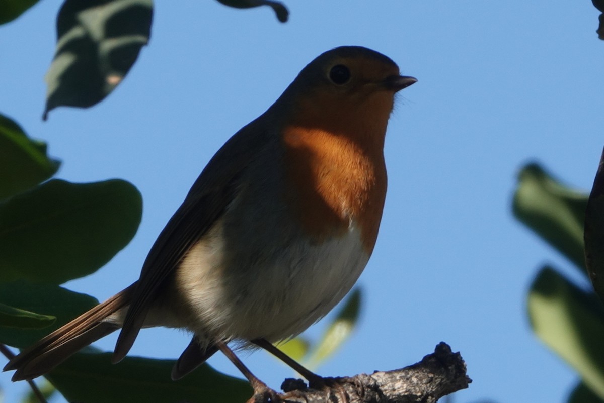 אדום חזה - ML646233500