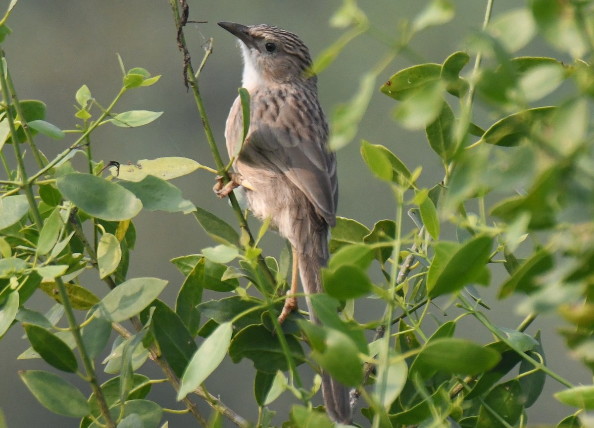 Common Babbler - ML646233501