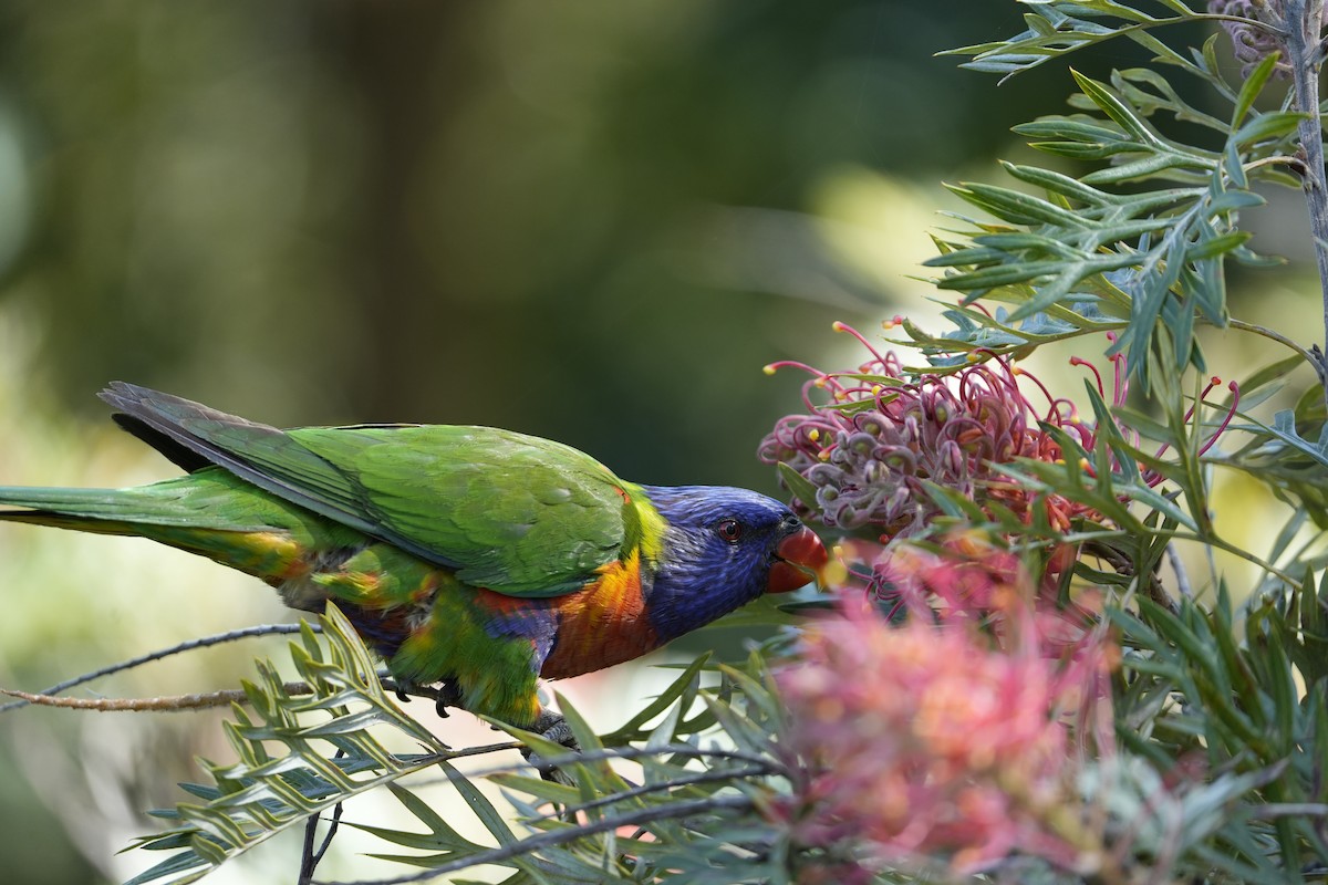 Rainbow Lorikeet - ML646233502