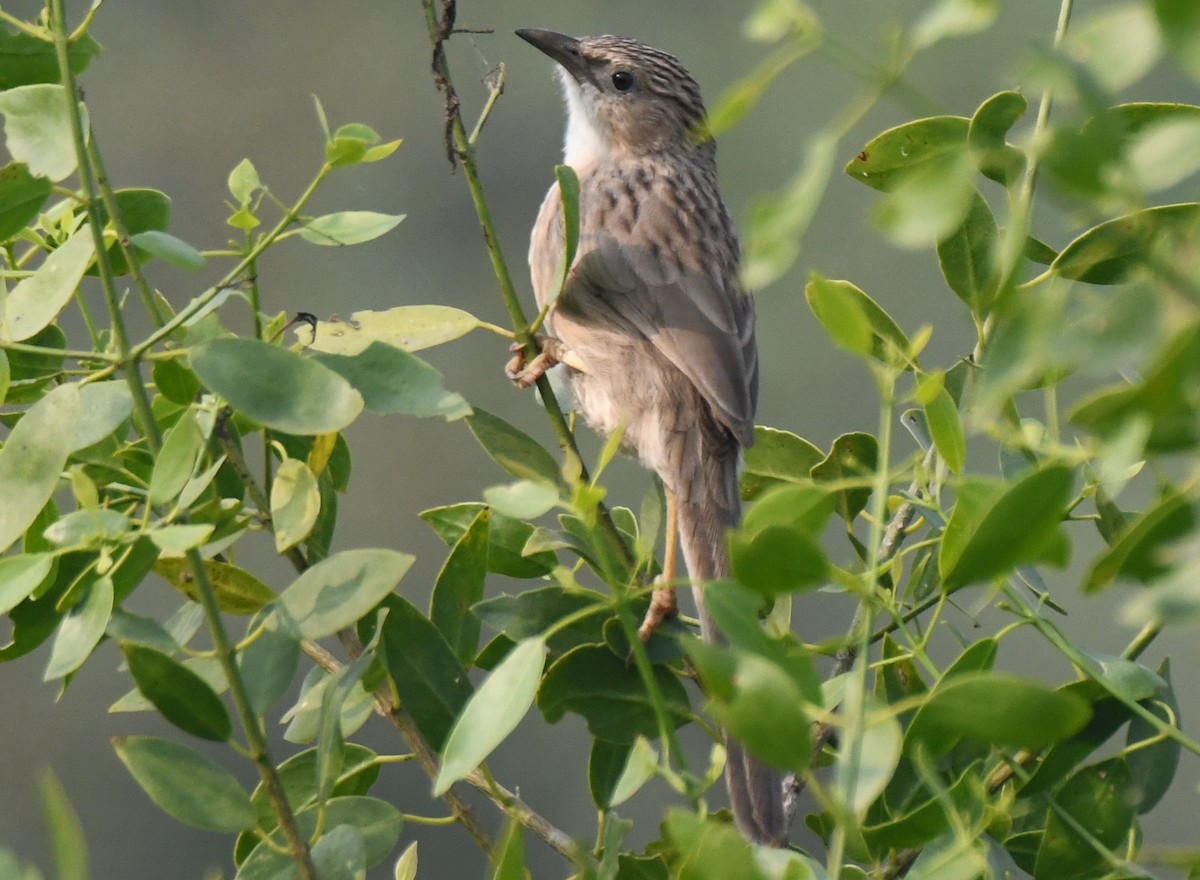 Common Babbler - ML646233504