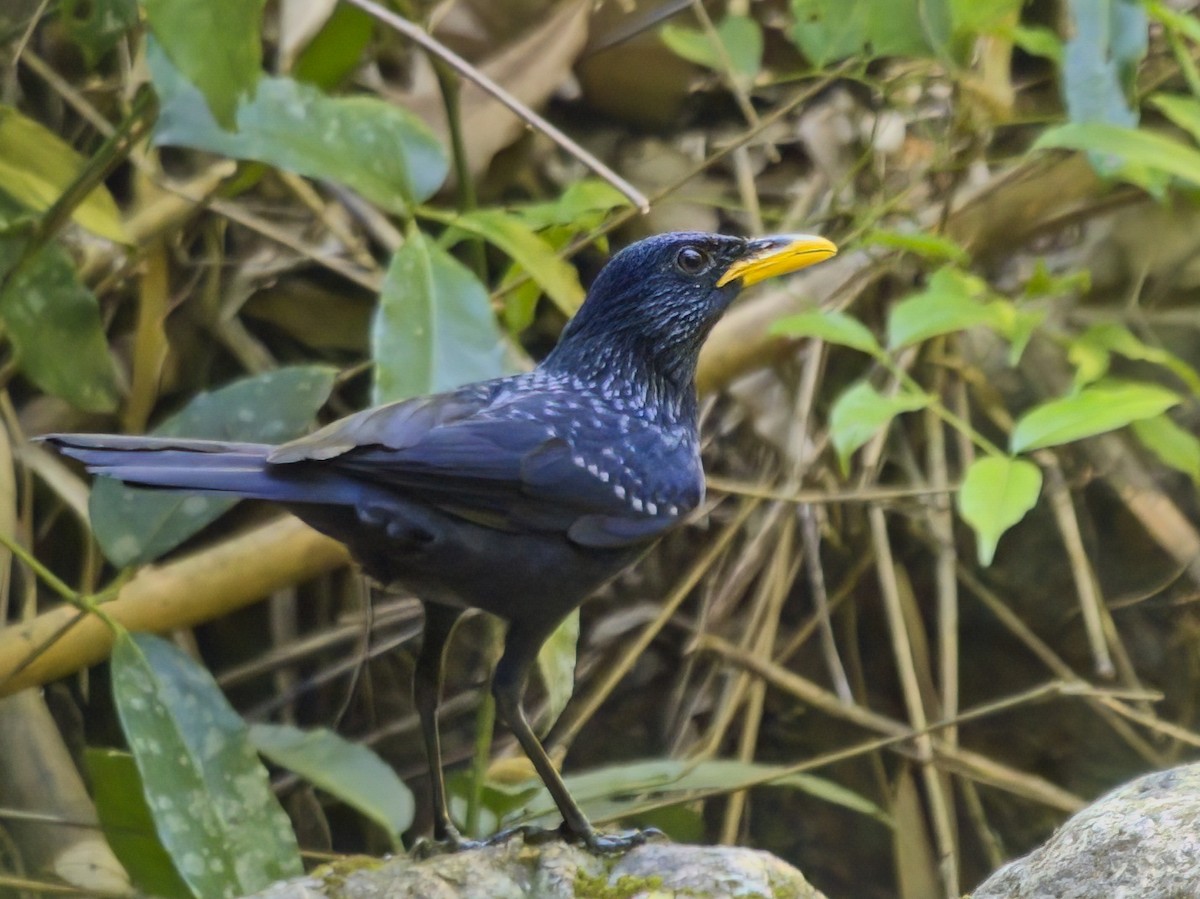 Blue Whistling-Thrush - ML646233505