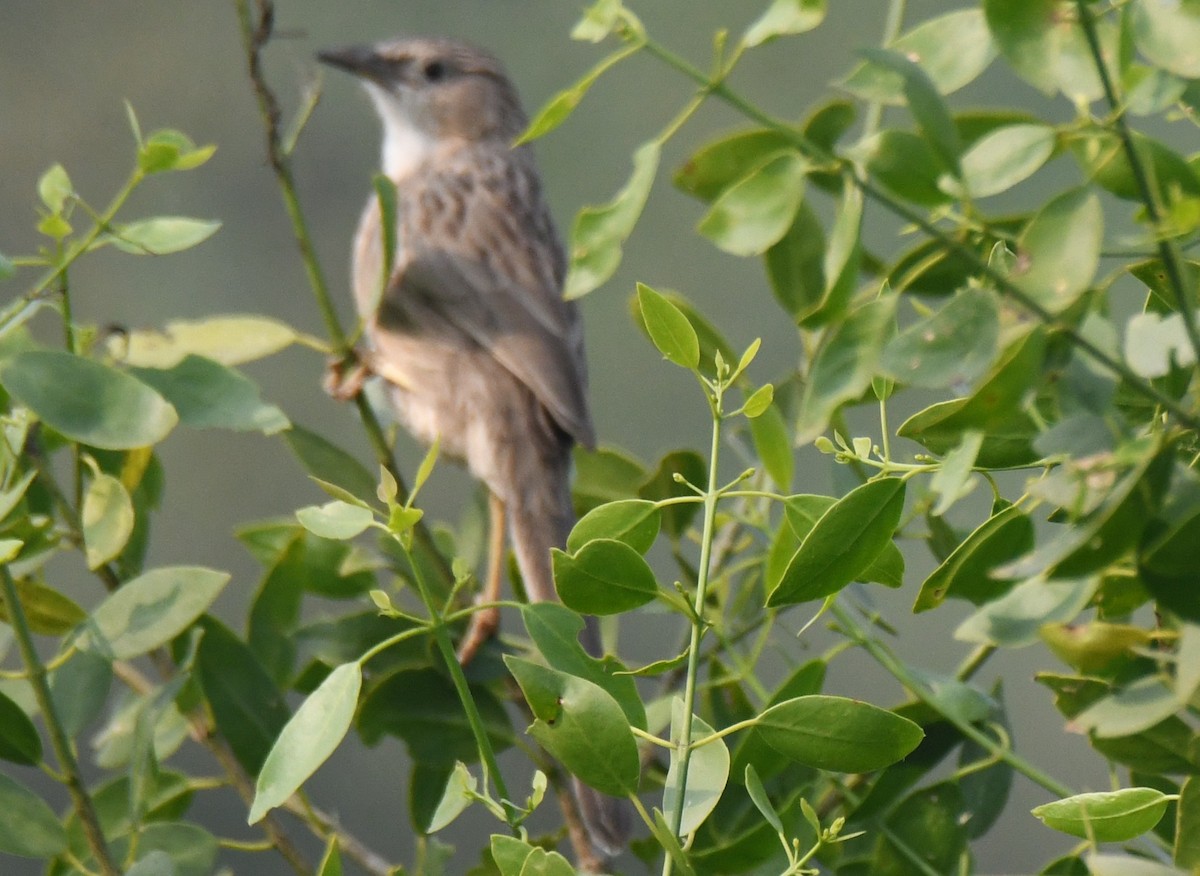 Common Babbler - ML646233507
