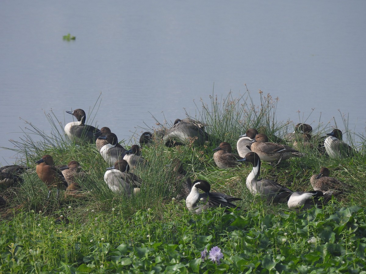 אווזון קטן - ML646233510