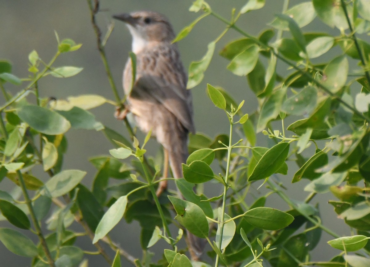 Common Babbler - ML646233512