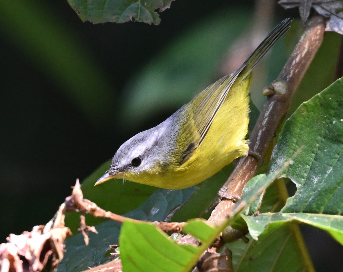 Gray-hooded Warbler - ML646233513