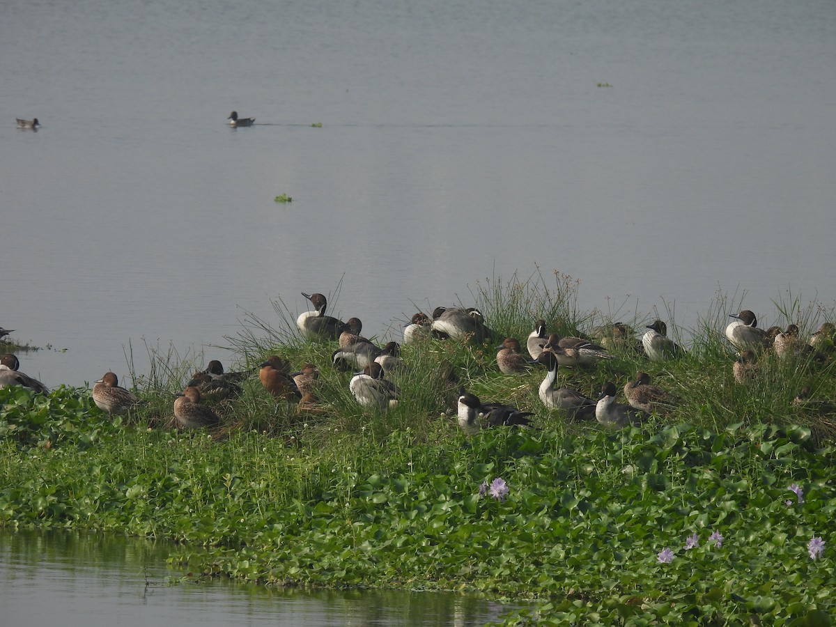 ברווז חד-זנב - ML646233514