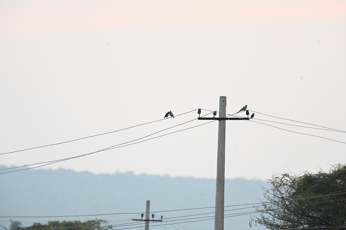 Indian Pied Starling - ML646233515