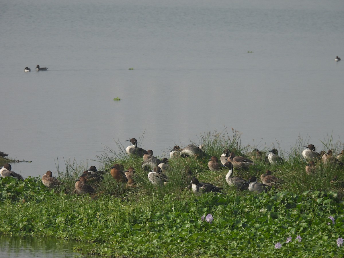 Northern Pintail - ML646233516