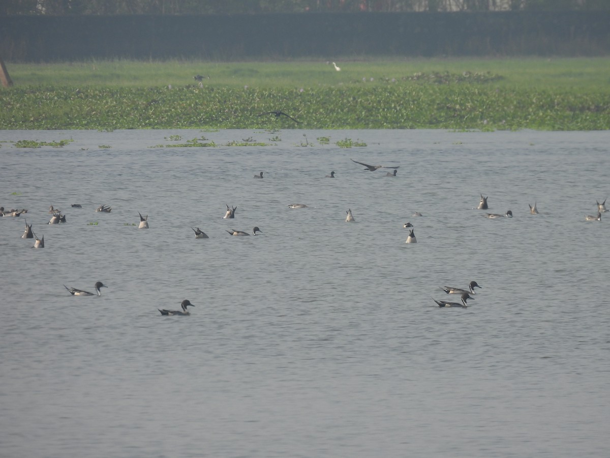 Northern Pintail - ML646233518