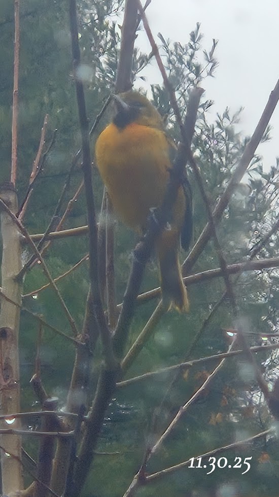 Baltimore Oriole - ML646233519