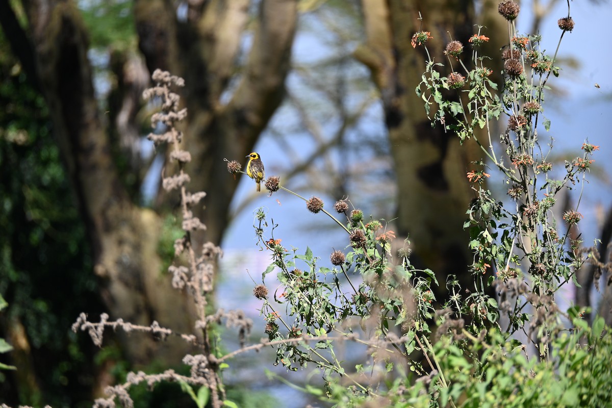 Tejedor Baglafecht - ML646233523