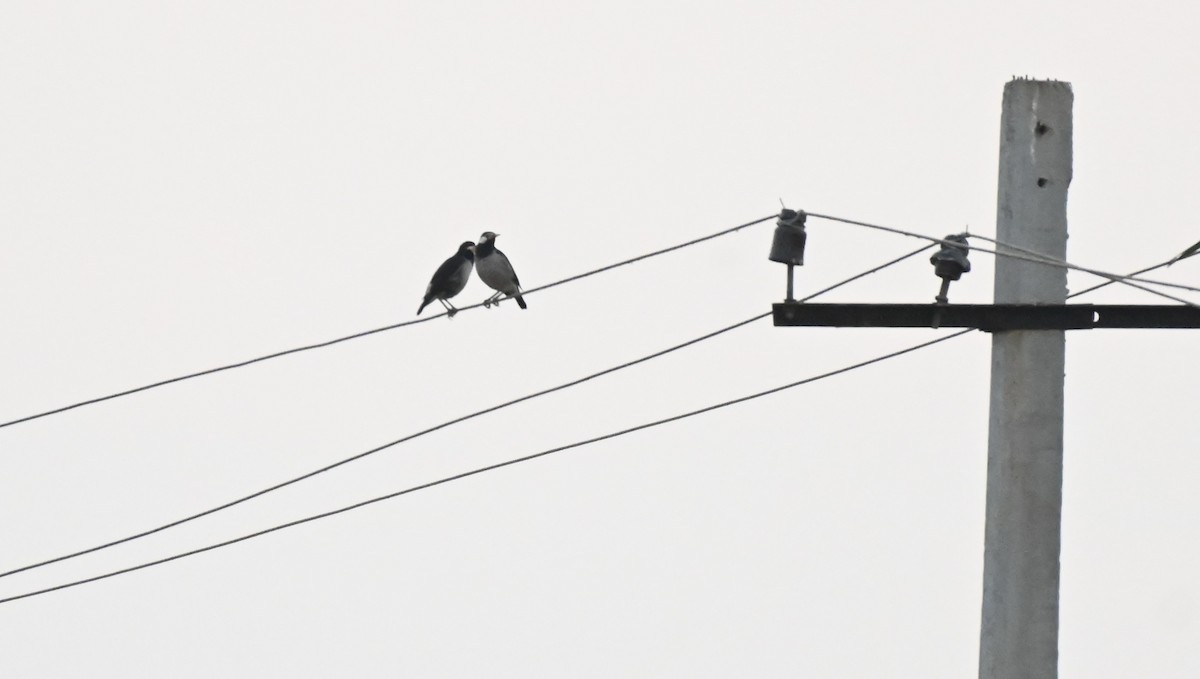 印度鵲椋鳥 - ML646233524