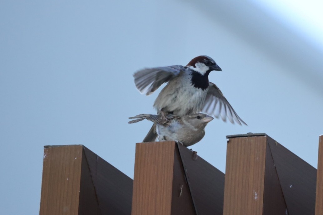 House Sparrow - ML646233525