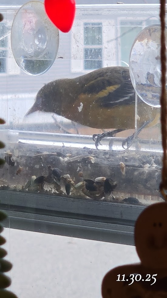 Baltimore Oriole - ML646233530