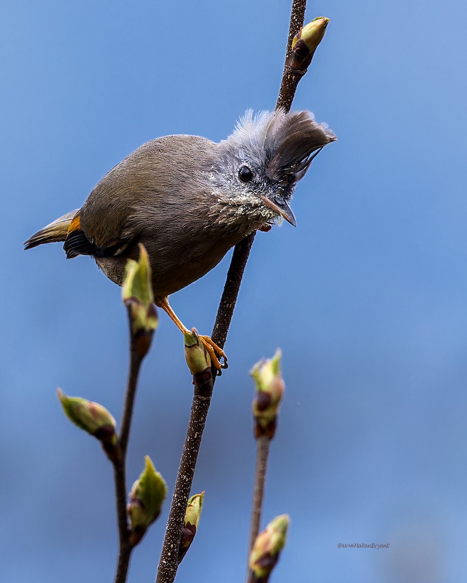 Югина темнокрила - ML646233543