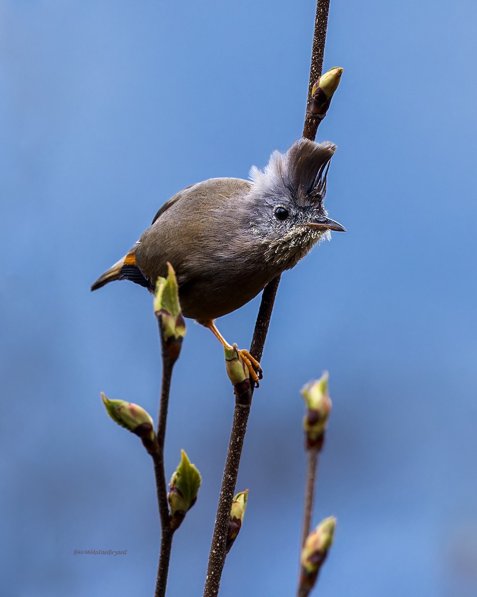 Югина темнокрила - ML646233544
