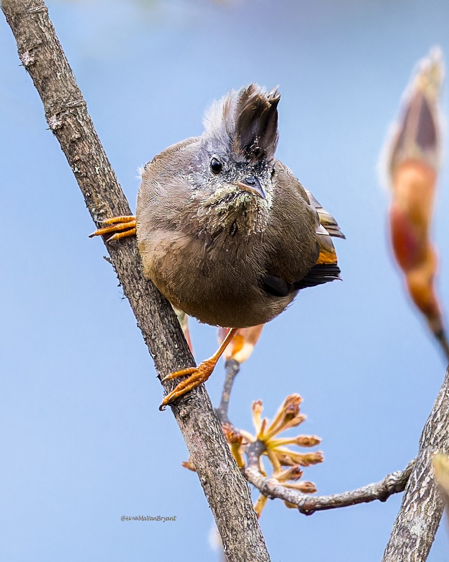 Югина темнокрила - ML646233545